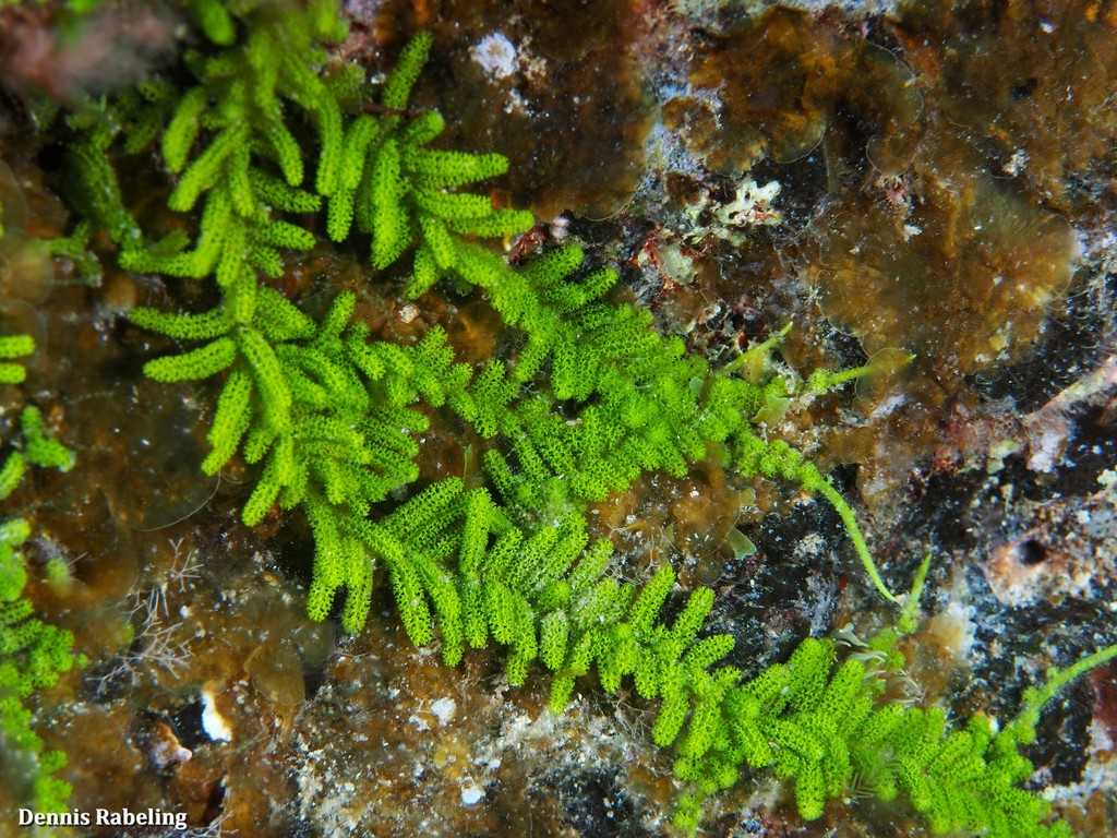 Algue verte goupillon