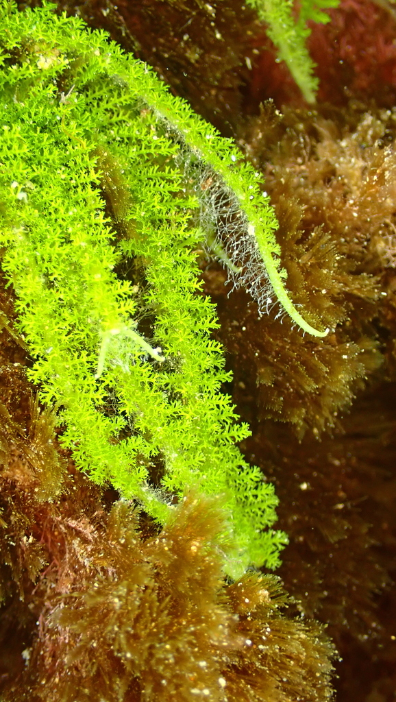 Algue verte goupillon