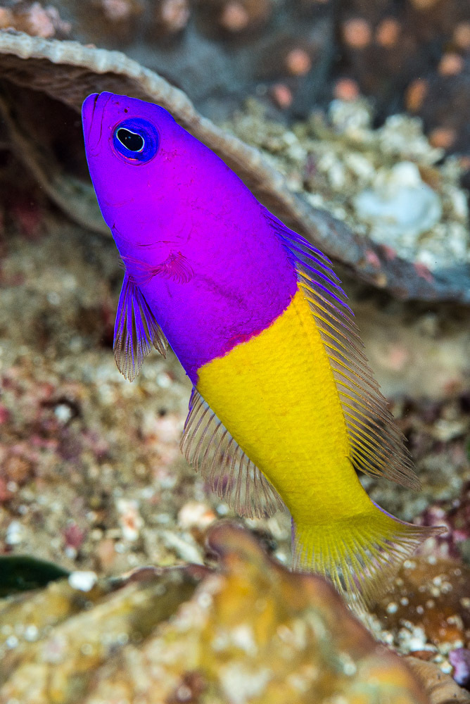 Royal Dottyback