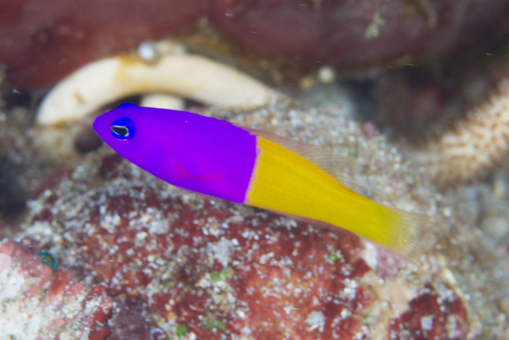Royal Dottyback