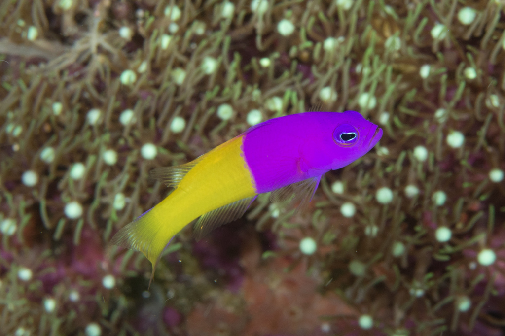 Royal Dottyback