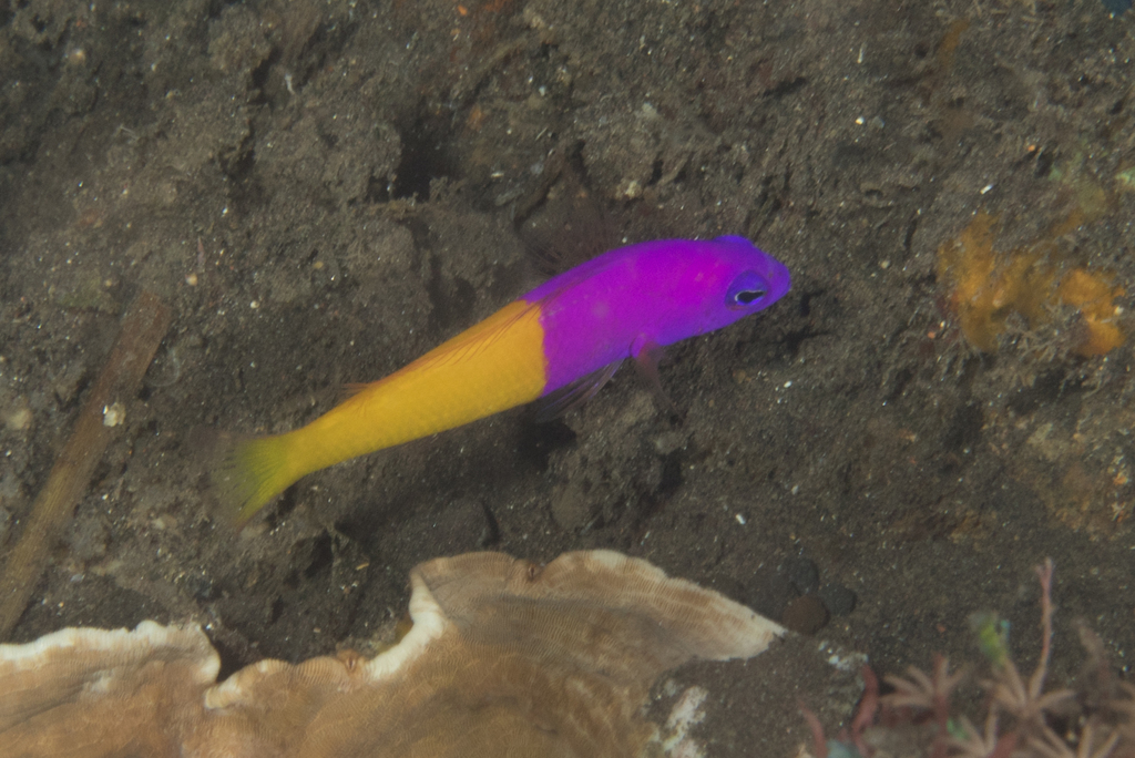 Royal Dottyback