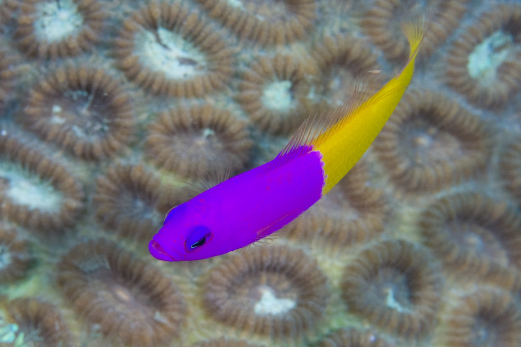 Royal Dottyback