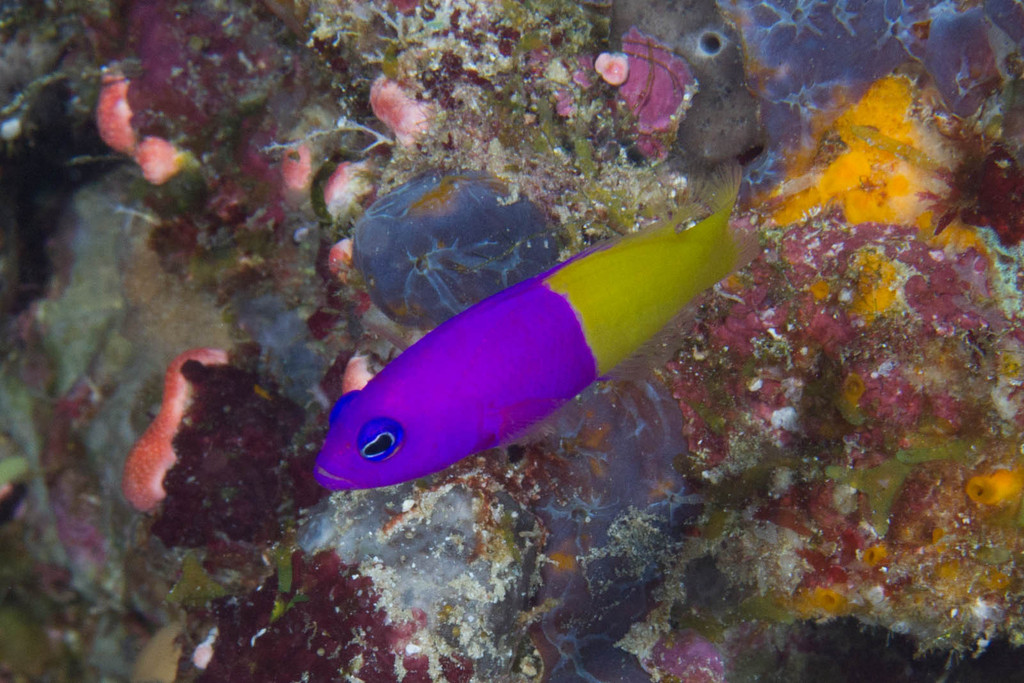 Royal Dottyback