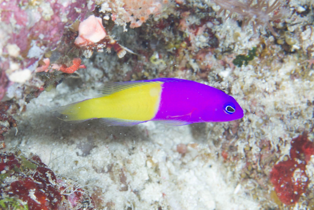 Royal Dottyback