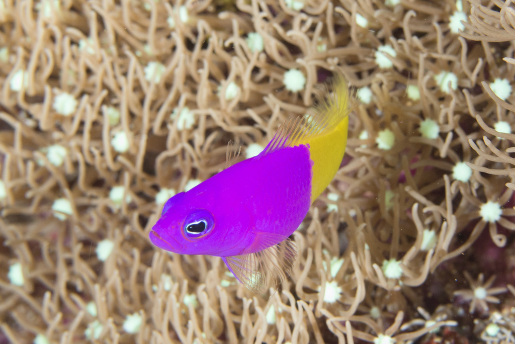 Royal Dottyback