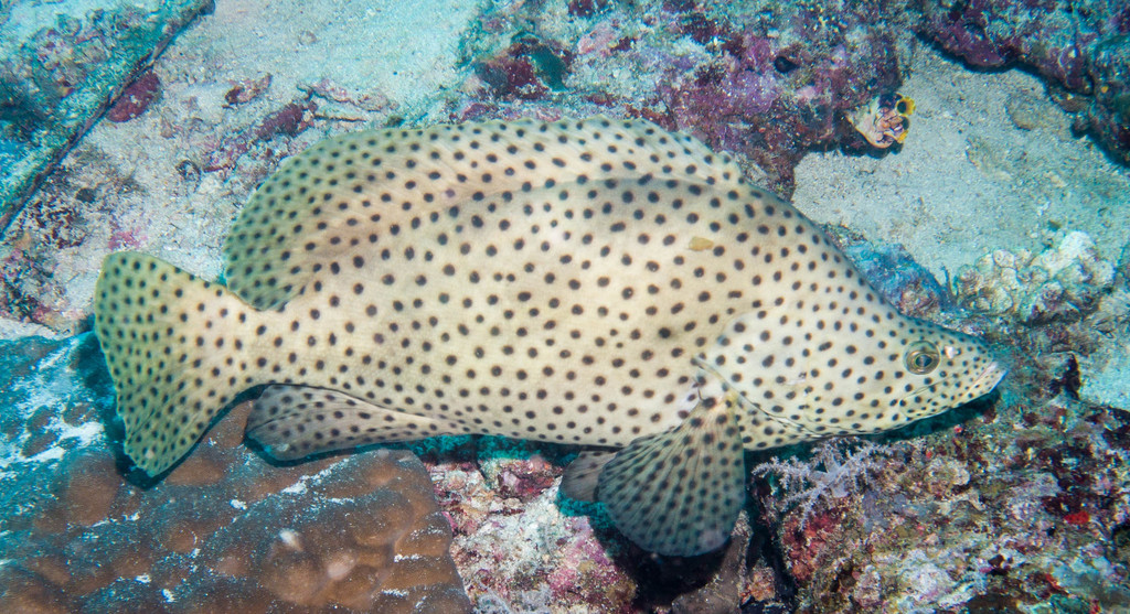 Humpback Grouper