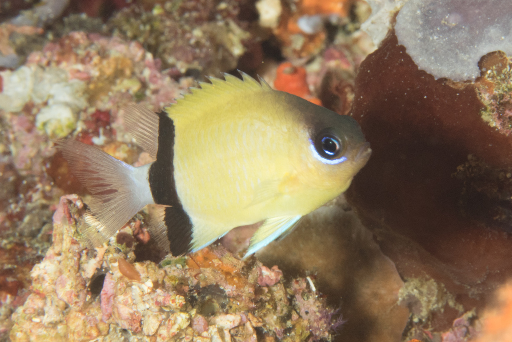 Chromis à écharpe noire