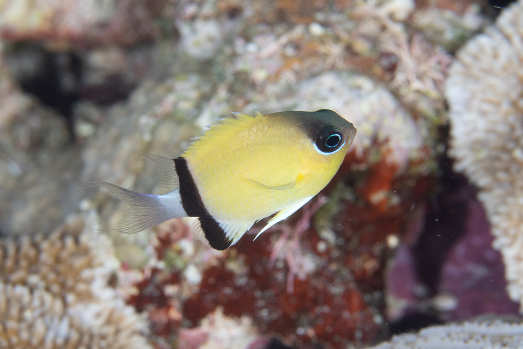 Chromis à écharpe noire