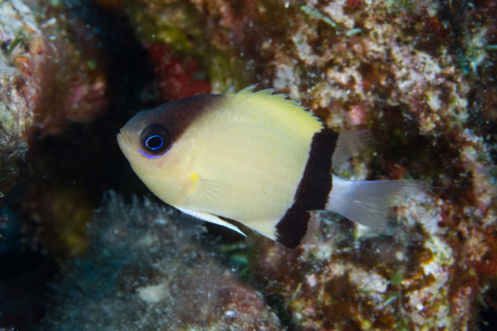Blackbar Chromis