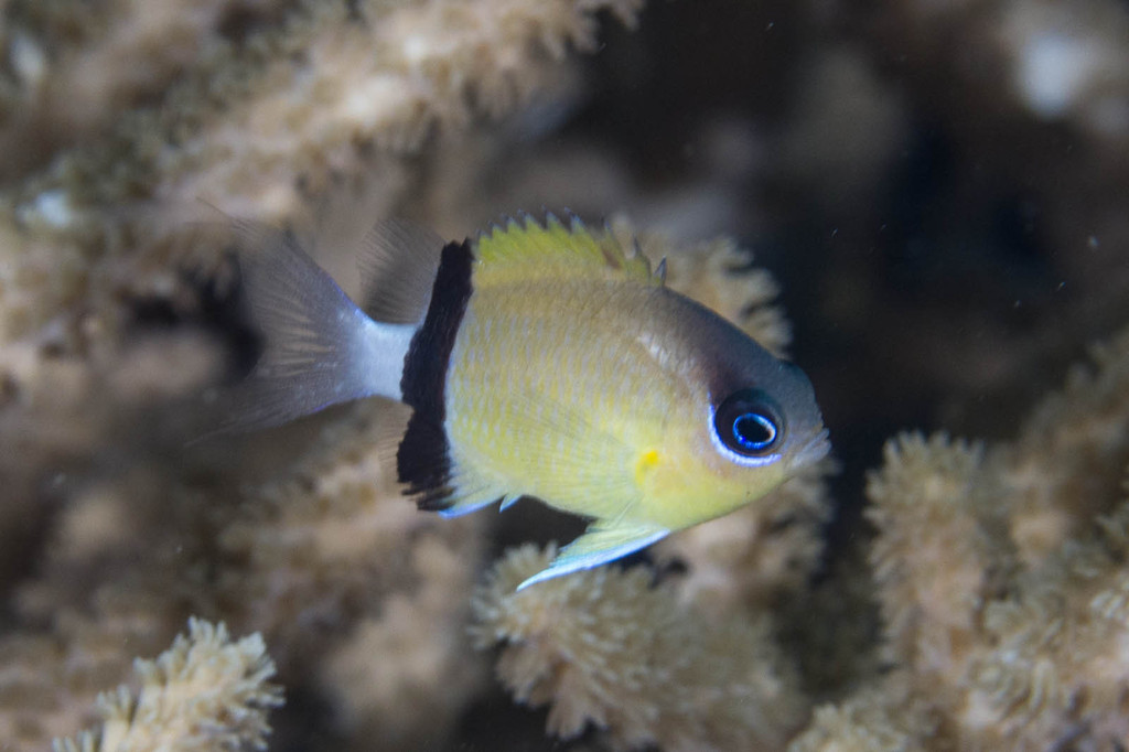 Chromis à écharpe noire