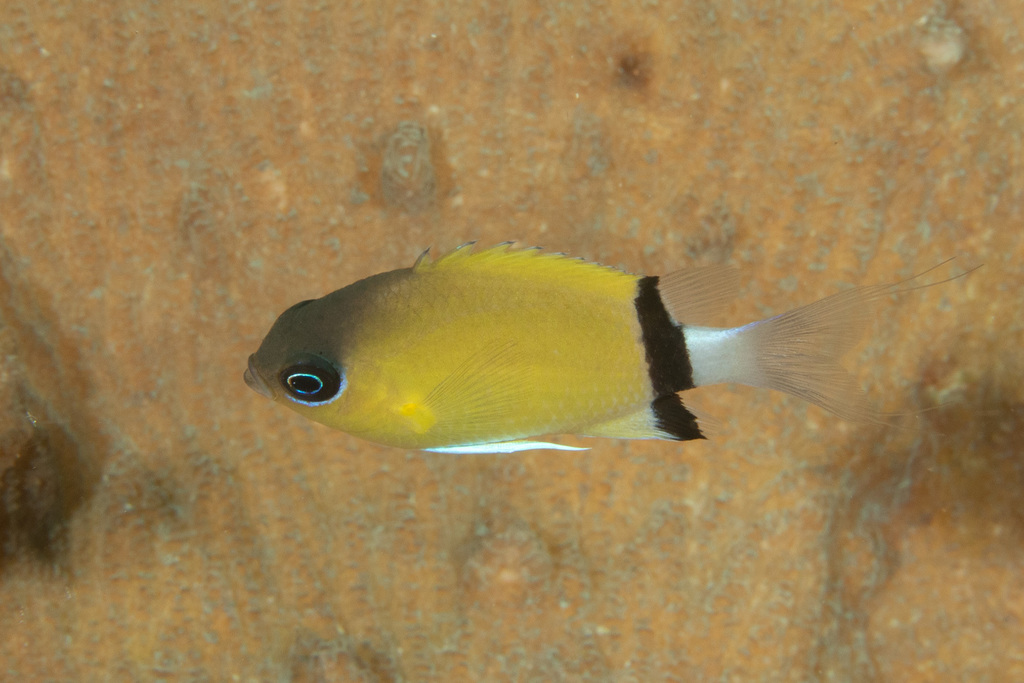 Chromis à écharpe noire