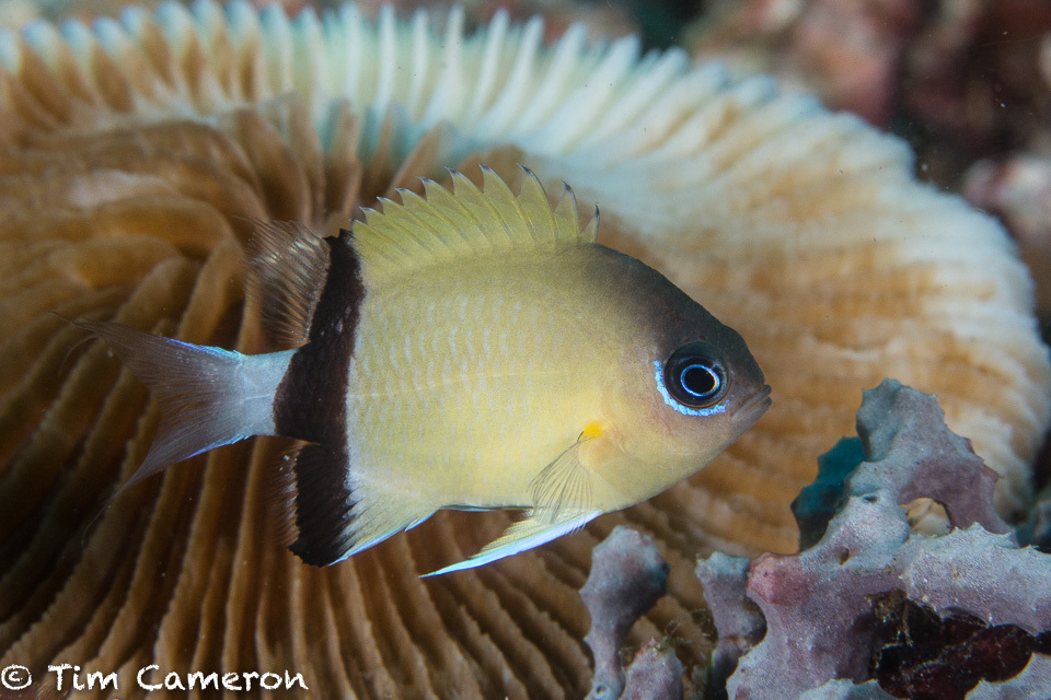 Chromis à écharpe noire