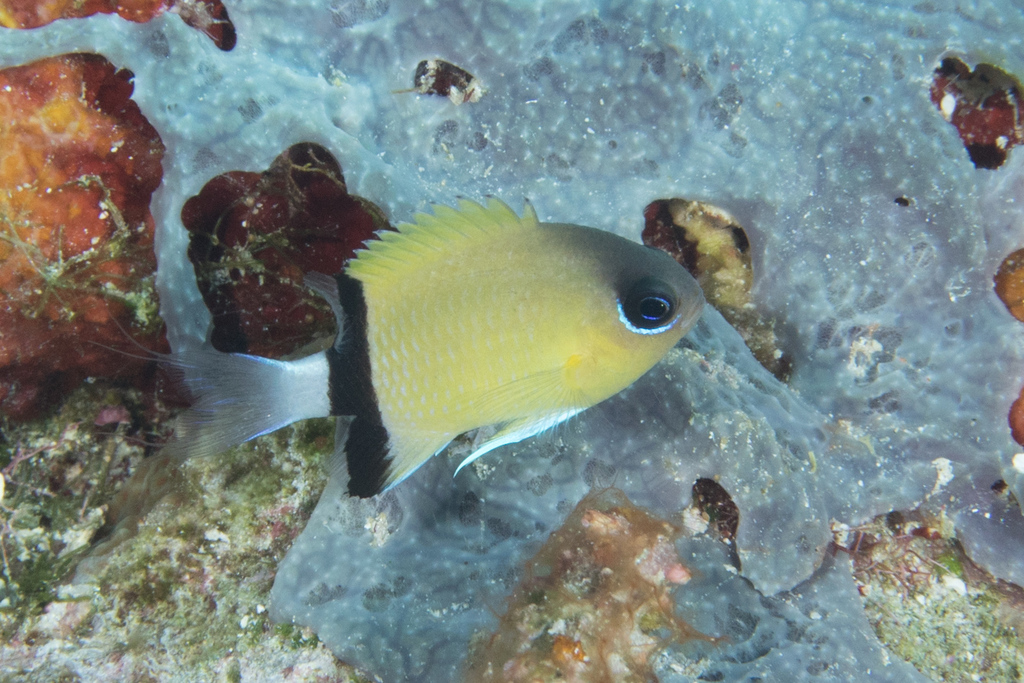 Chromis à écharpe noire