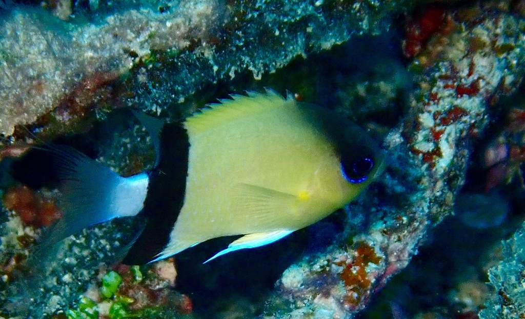 Chromis à écharpe noire