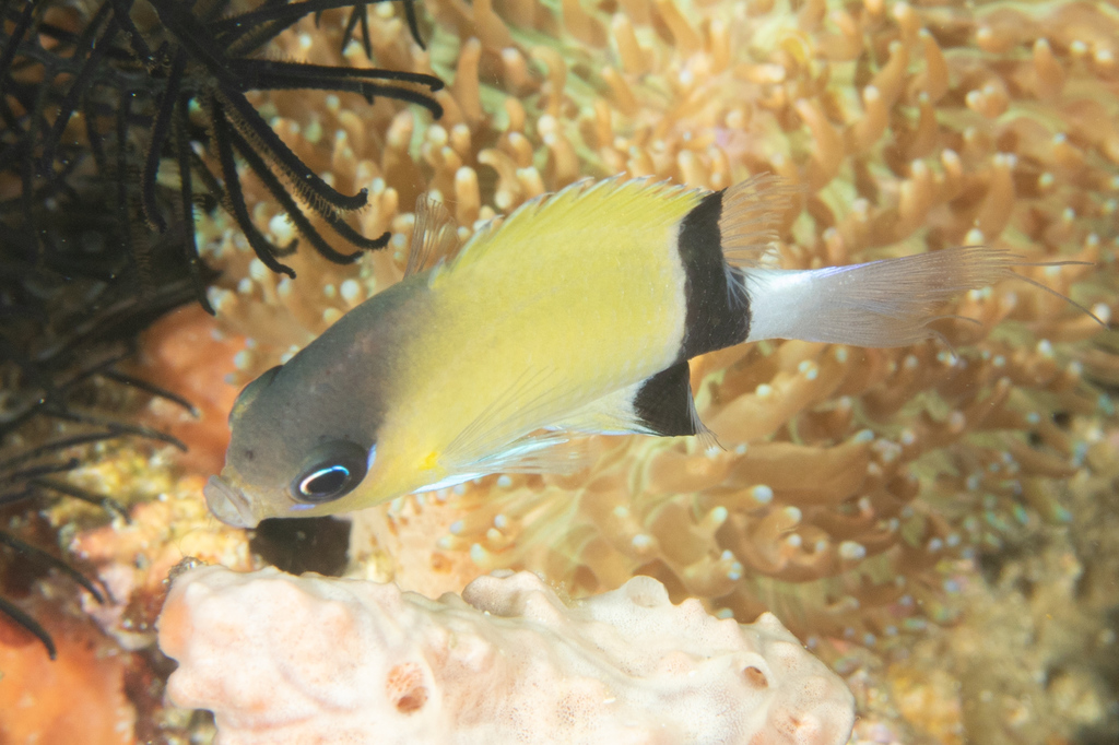 Chromis à écharpe noire