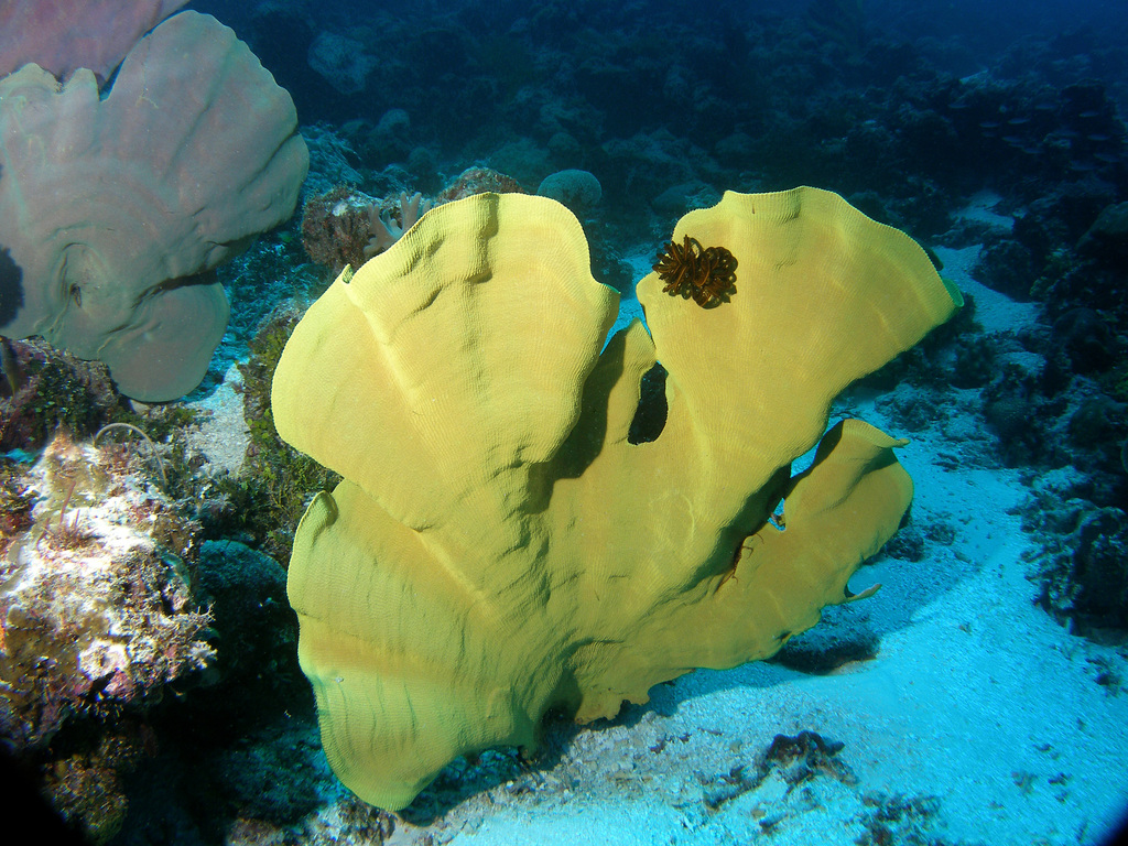Elephant Ear Sponge