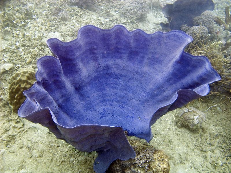 elephant ear sponge