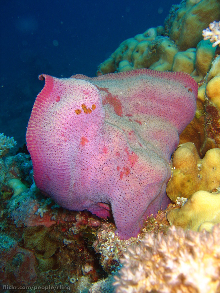 Elephant Ear Sponge
