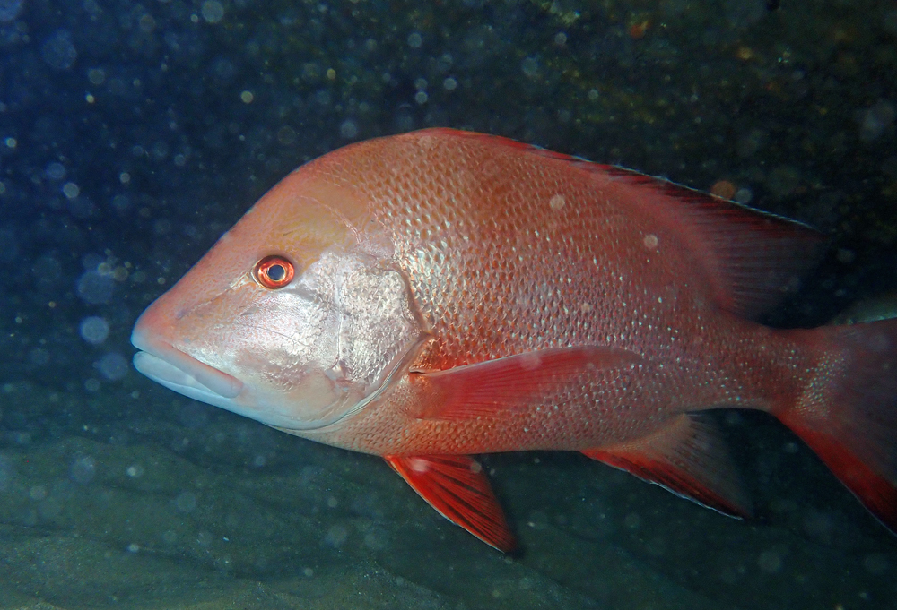 Red Emperor Snapper