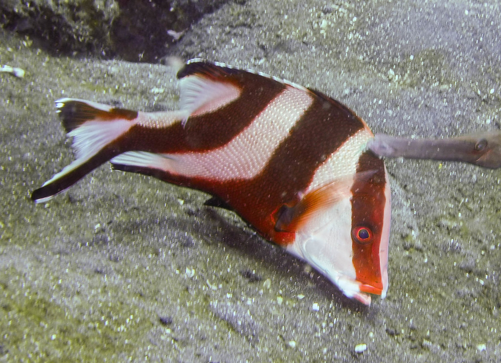 Red Emperor Snapper