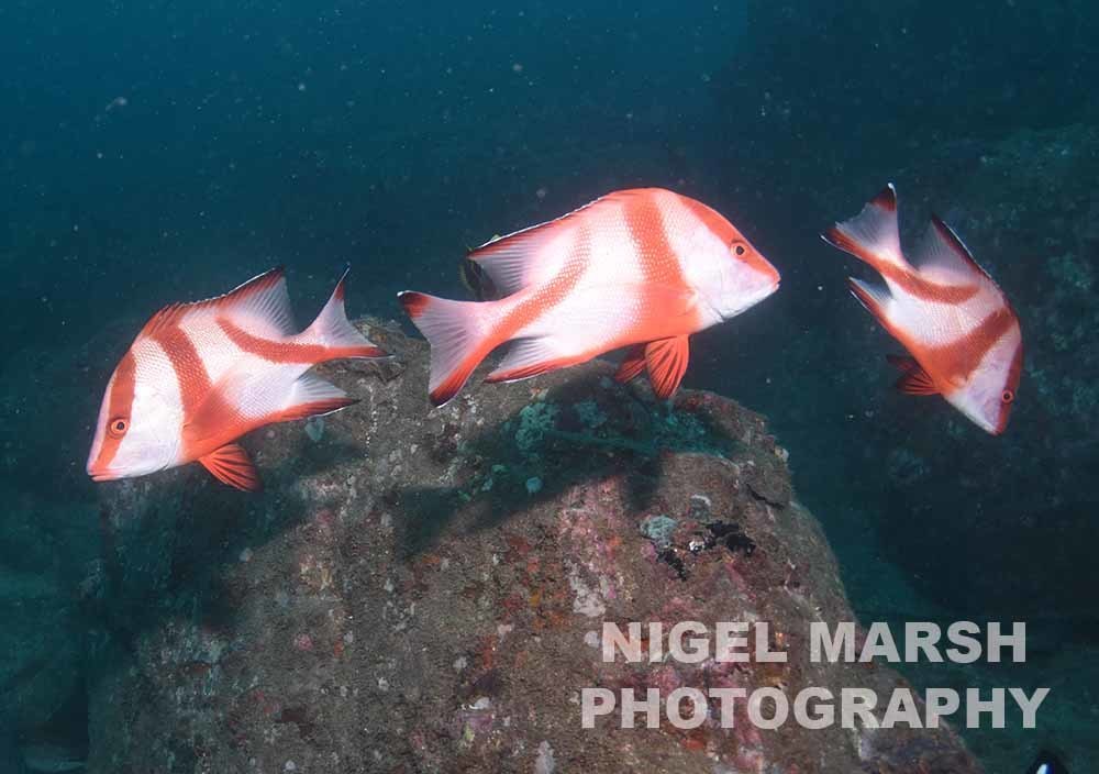 Red Emperor Snapper