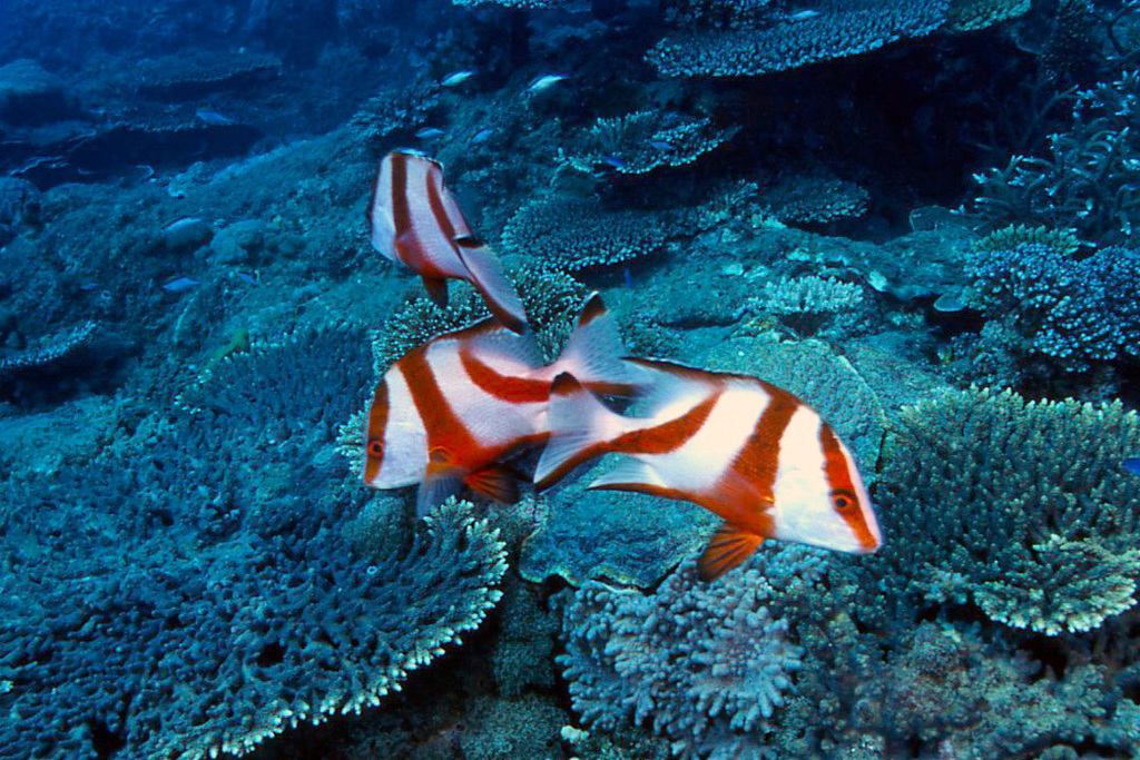 Red Emperor Snapper