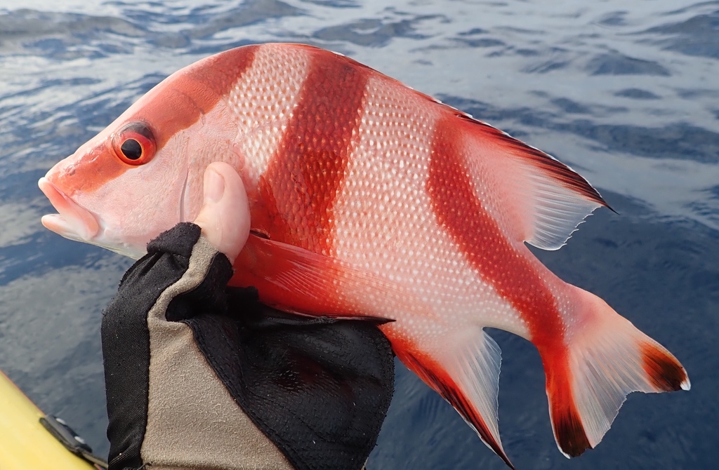 Red Emperor Snapper
