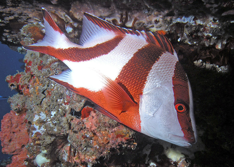 Red Emperor Snapper