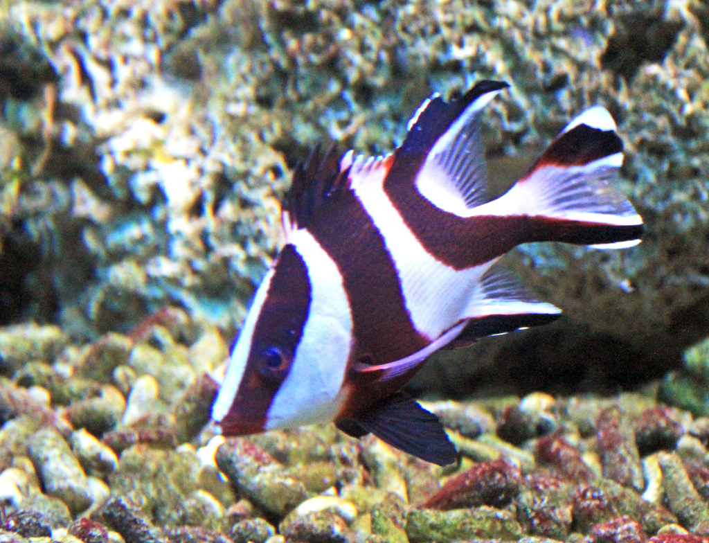 Red Emperor Snapper