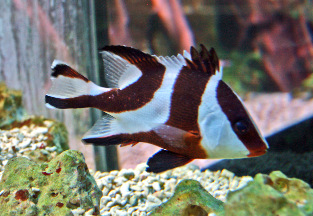Red Emperor Snapper