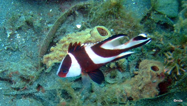 Red Emperor Snapper