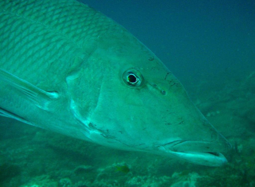 Longnose Emperor