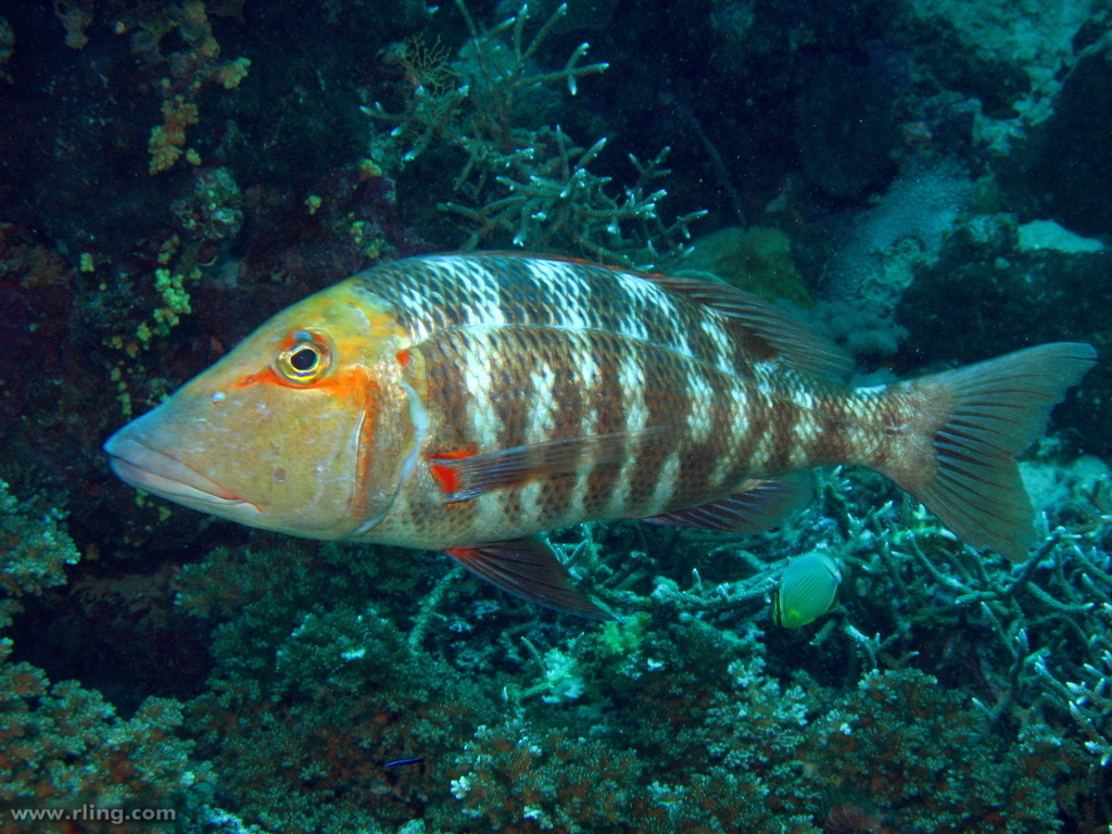 Redthroat Emperor