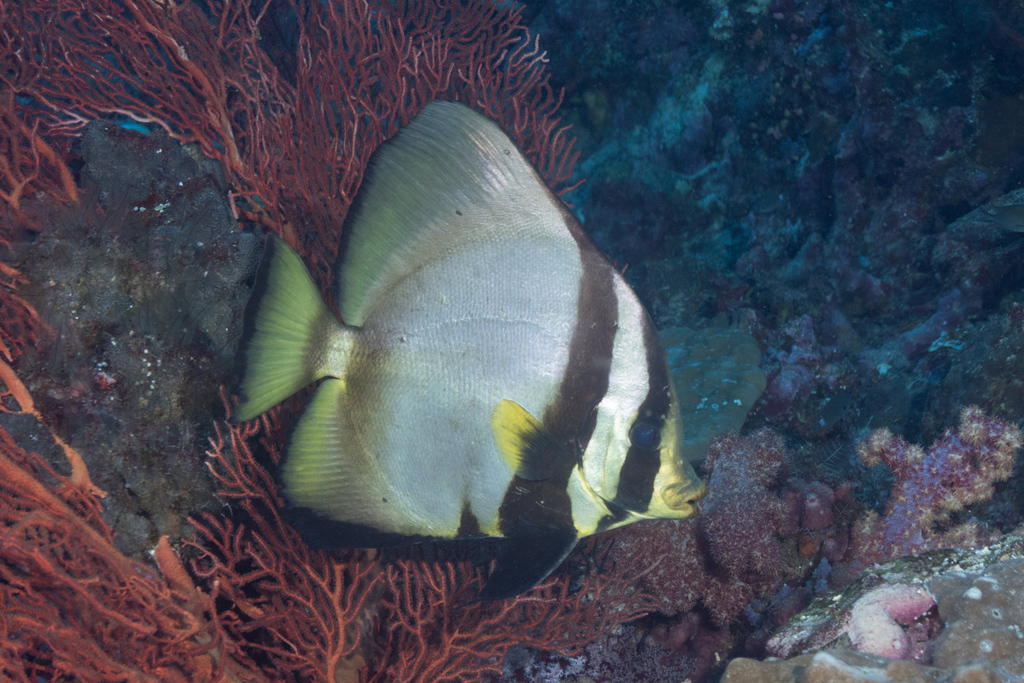 Dusky Batfish
