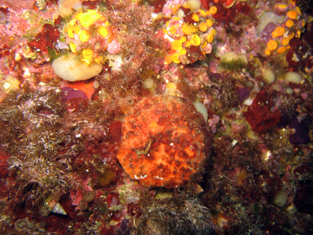 Golf Ball Sponge