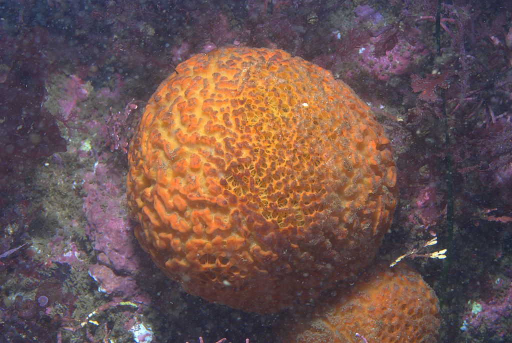 Golf Ball Sponge