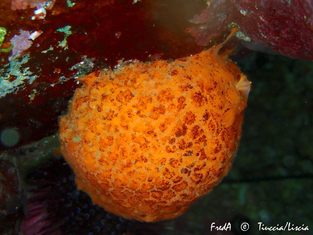 Golf Ball Sponge