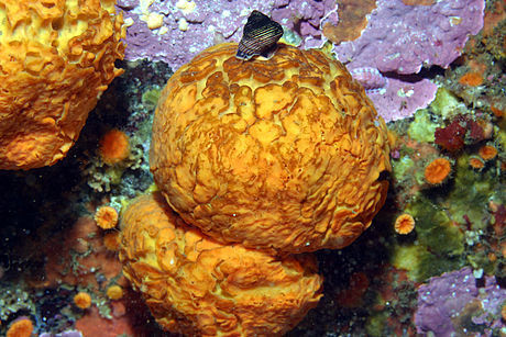 Golf Ball Sponge