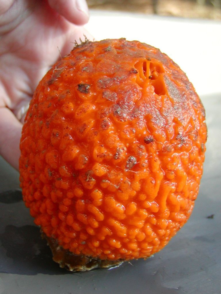Golf Ball Sponge