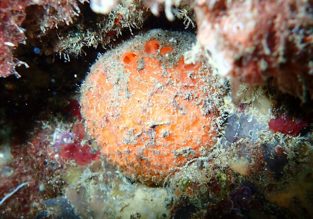 Golf Ball Sponge