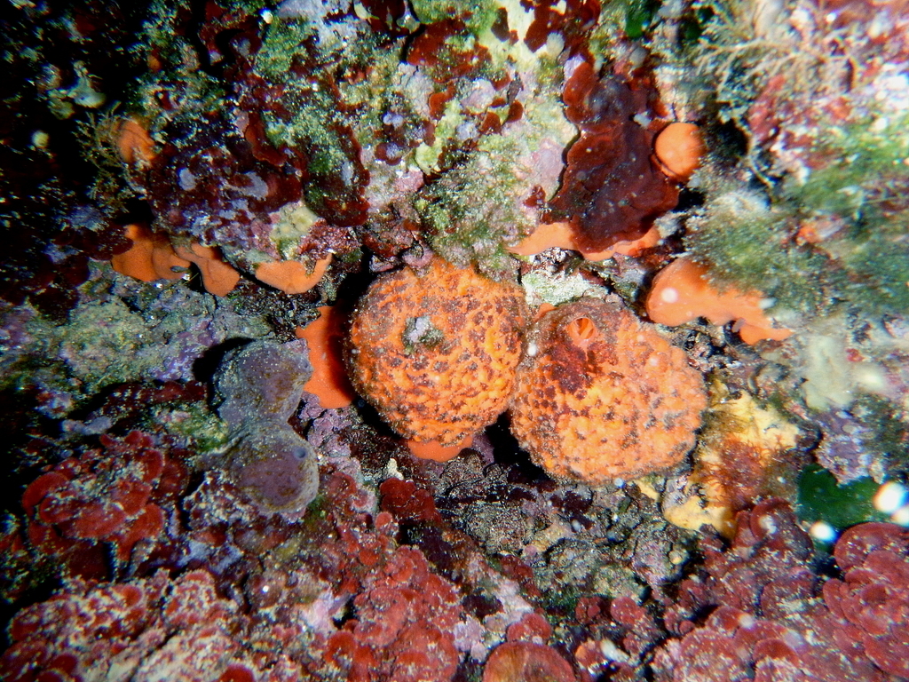 Golf Ball Sponge