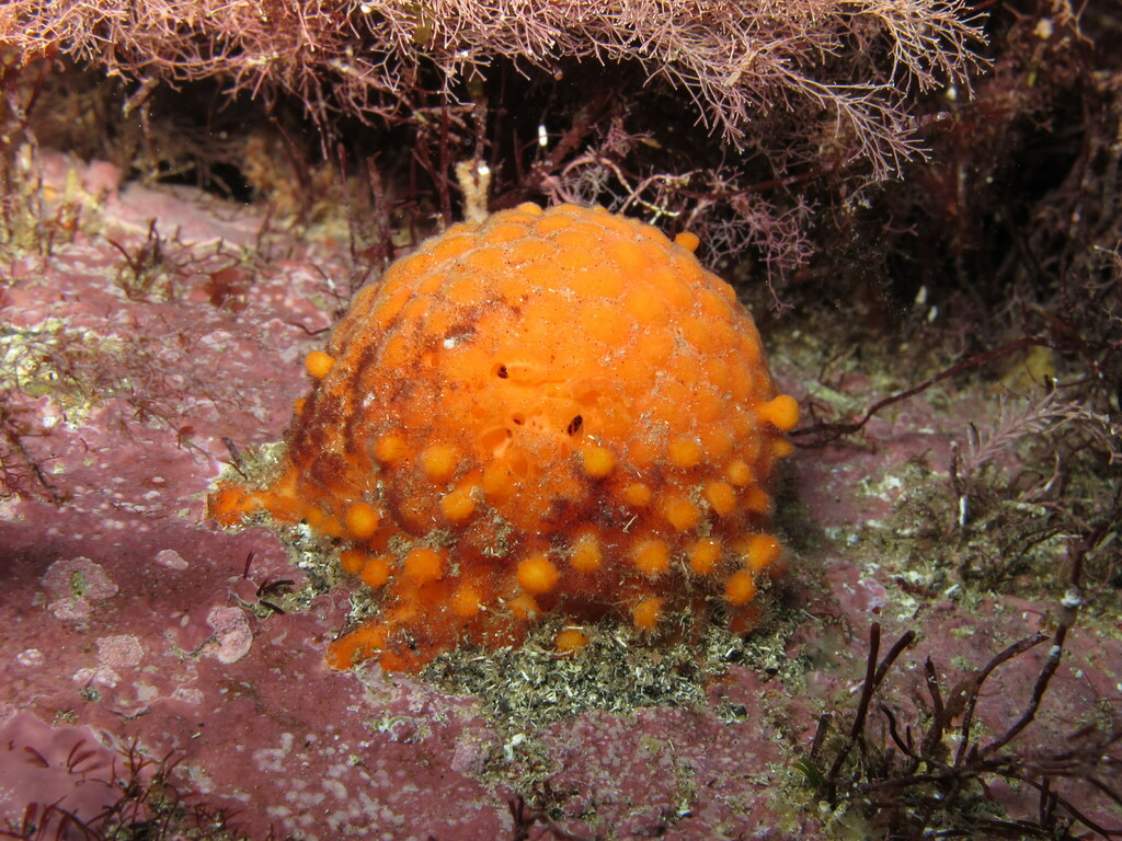 Golf Ball Sponge