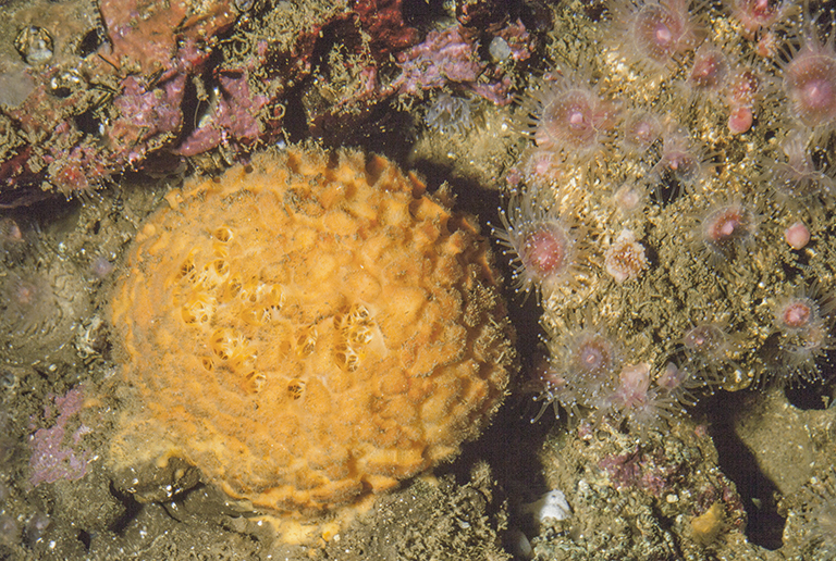 Golf Ball Sponge