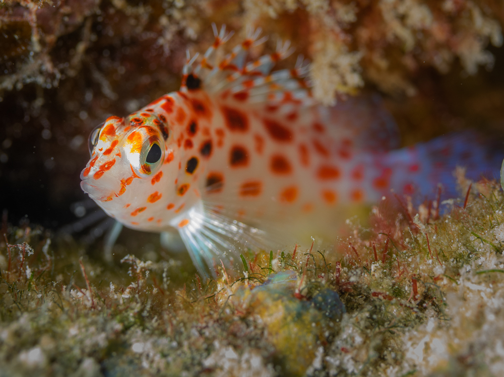 Pixy Hawkfish