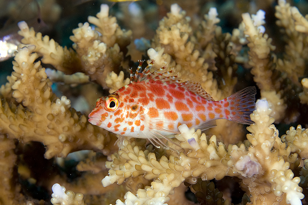 Pixy Hawkfish