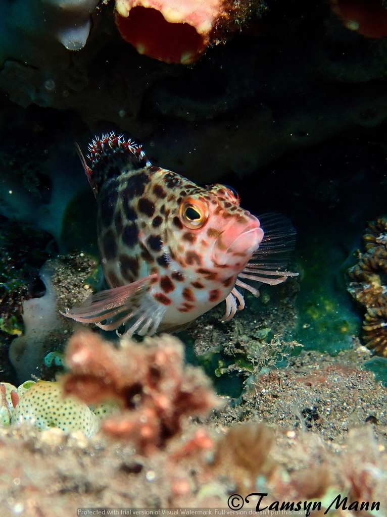 Pixy Hawkfish