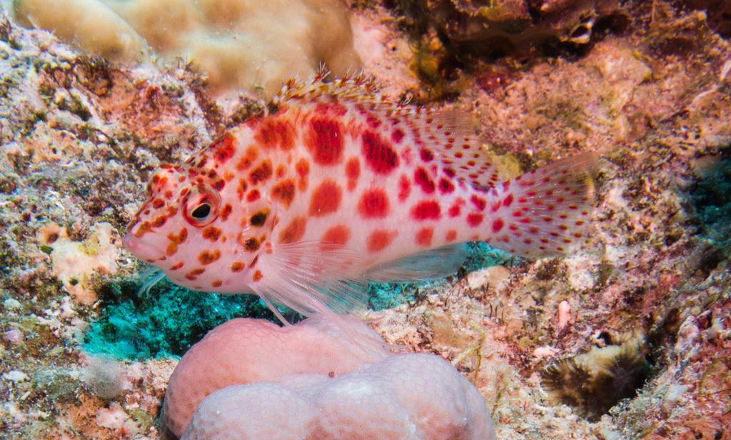 Pixy Hawkfish