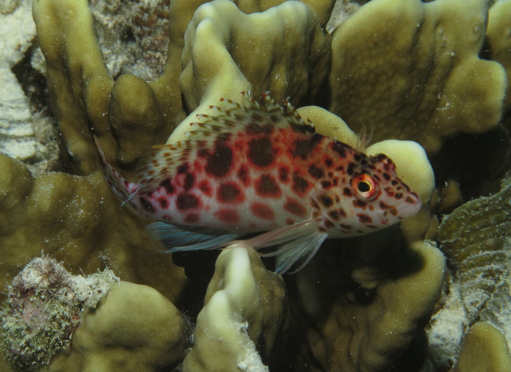 Pixy Hawkfish