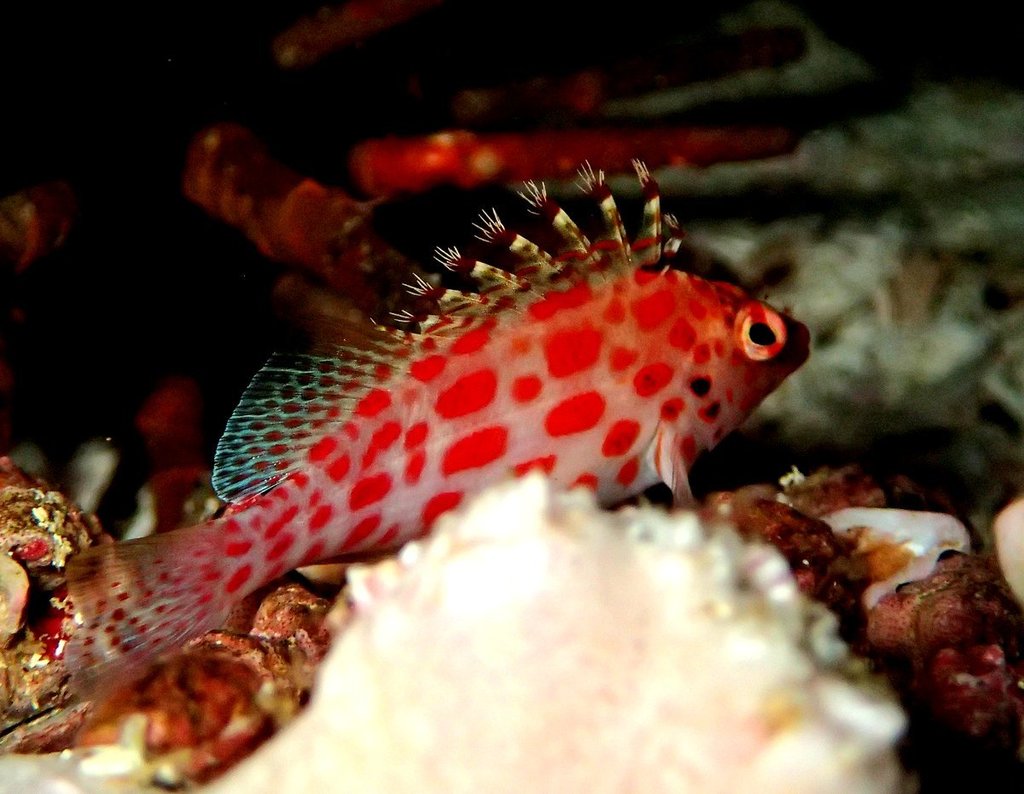 Pixy Hawkfish